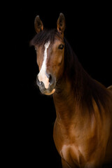 Elegant Berber Arabian horse portrait on black background