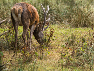 cerf