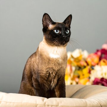 A Siamese cat, looking alert, on a beige cushion