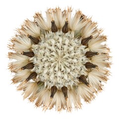 Dried flower head, symmetrical design