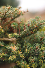 Detailed close-up of a coniferous tree branch with pine needles and small cones, showcasing the natural textures and colors of the forest.
