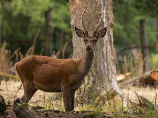 cerf