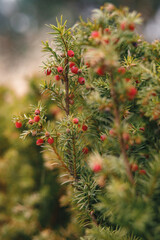 Close-up of a yew bush with lush green needles and vibrant red berries, shot in a natural outdoor...