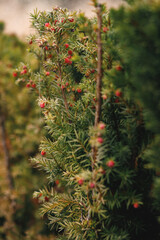 Close-up of a yew bush with lush green needles and vibrant red berries, shot in a natural outdoor setting with a blurred background.