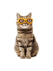 Obraz premium Cute cat wearing pixelated glasses, looking directly at the camera with a playful expression