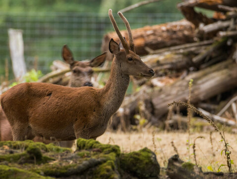 cerf, le roi de la for&ecirc;t