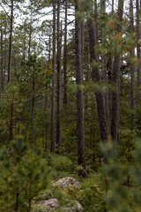 Fototapeta premium Bosque de Pinos