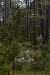 Obraz premium Bosque de Pinos