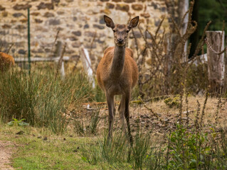 Biche, reine des forêts