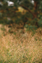 A close-up of a pine tree branch with mature cones and green needles, captured in a natural outdoor setting, highlighting the detailed texture of the cones and foliage.