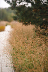 A serene garden path bordered by dry, golden grasses and a lush coniferous tree in the background, creating a textured and tranquil autumn scene.

