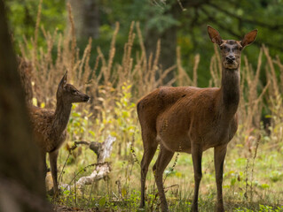 Fototapeta premium biche et son faon