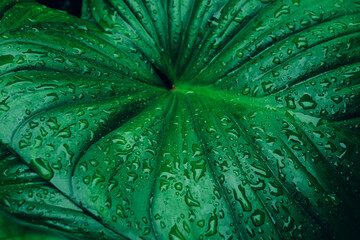abstract tropical leaf textures on dark tone, natural green background.