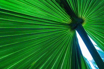abstract palm leaf textures on dark blue tone, natural green background.