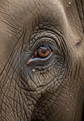 Fototapeta premium The Wrinkled Gaze - A Detailed Macro of an Elephants Soulful Amber Eye.