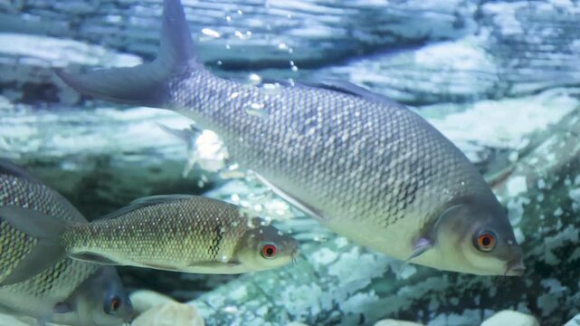Rohu fish (Labeo rohita), (Osteochilus melanopleurus, Greater Bony-lipped Barb) also known as Indian Carp, swimming in a public freshwater aquarium. A popular economic fish in Thailand and South Asia