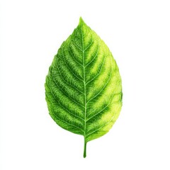 Obraz premium Green leaf isolated on white background