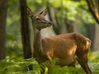 Biche, reine des forêts