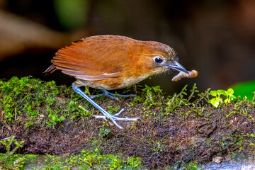 Low-breasted Antpitta with Worm Prey in Cloud Forest