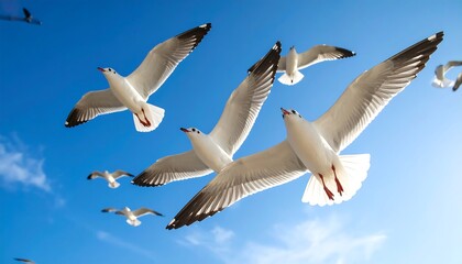 Fototapeta premium Seagulls soaring gracefully in a vivid blue sky, showcasing freedom and tranquility
