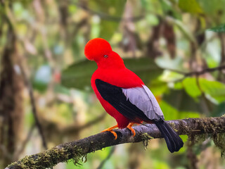 Andean Cock-of-the-Rock Perched on Branch