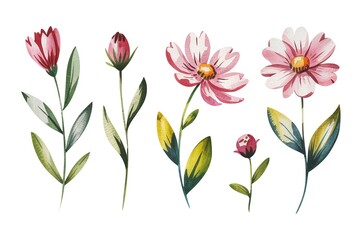 Naklejka premium Watercolor Floral Elements Pink Cosmos Buds for Design Projects