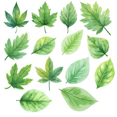 Obraz premium leaves and flowers