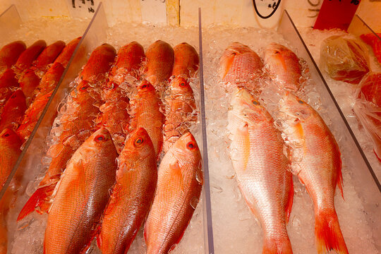 Frozen red snapper fish at market - Powered by Adobe