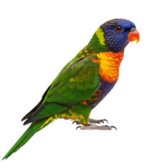 Rainbow Lorikeet: Vibrant Parrot, Australian Bird, Colorful Feathers