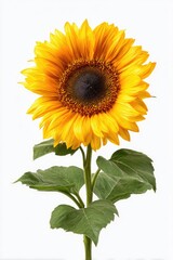 Obraz premium Bright sunflower against a white background