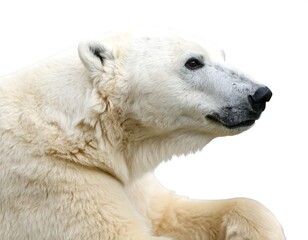 Polar Bear Portrait, Studio Setting