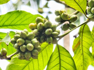 Close up of unripe green coffee beans on plant. International coffee day.