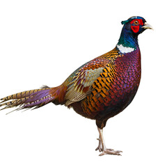 Fototapeta premium Ring-necked Pheasant: Vibrant Wildlife Photography - Detailed Bird Portrait