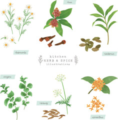 キッチンハーブとスパイスの水彩イラスト-1