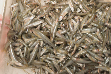 Hundreds of smelt fish