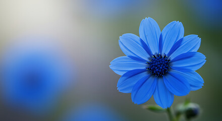 Fototapeta premium A vibrant blue flower with detailed petals and a soft focus background.