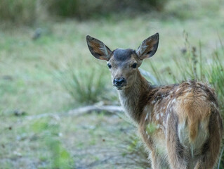 faon, bambi des forêts