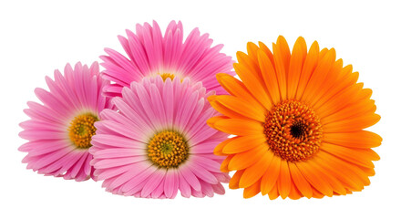 Isolated Gerbera Daisies