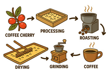 Coffee production process infographic. Vector illustration showing the journey from fresh cherry to roasted bean, grinding, and a hot cup. Food industry cartoon set.
