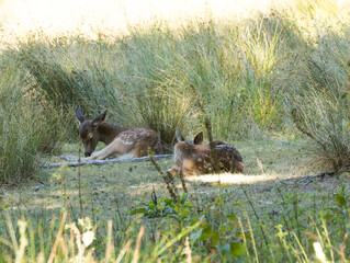 faon, bambi des forêts