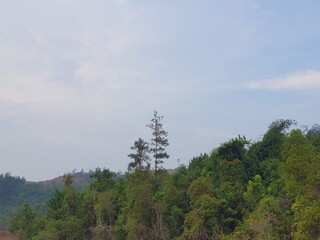 forest in the mountains