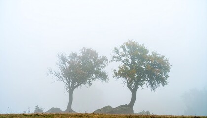 Obraz premium Two trees silhouetted by the fog create an atmosphere of mystery and tranquility