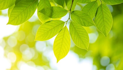 Vibrant Green Leaves with Soft Bokeh Background and Sunlight.