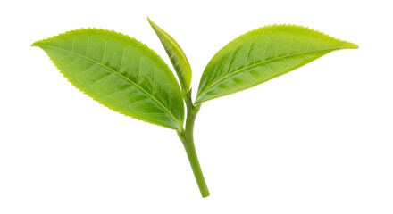Isolated Tea Leaves