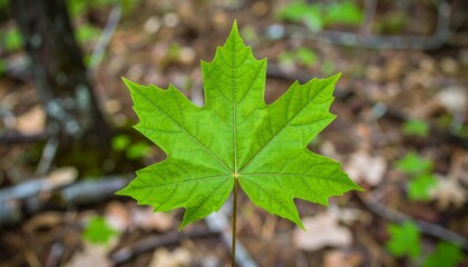 Fototapeta premium Vibrant Green Maple Leaf in a Forest Setting with Soft Bokeh Background.