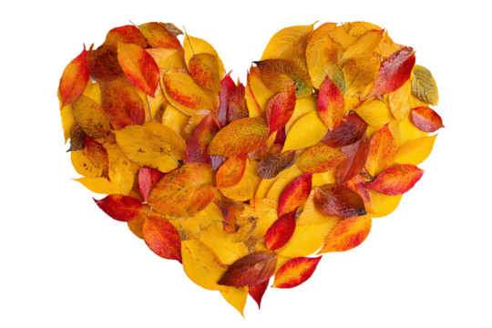 Heart shaped from vibrant autumn leaves.