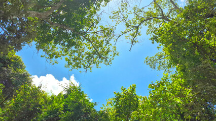 Tree Canopy Framing Bright Blue Sky in Tropical Forest