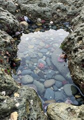 Small Starfish in Rocky Tide Pool