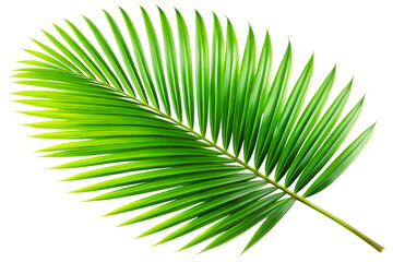 Obraz premium Decorative Green Palm Leaf PNG High Quality.