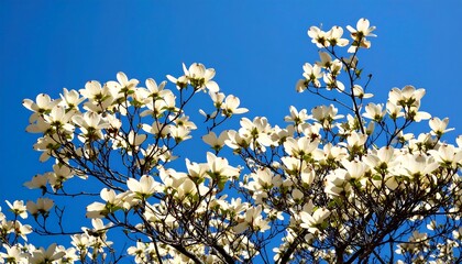 White dogwood flowers blooming against a vibrant blue sky offering a serene springtime scene